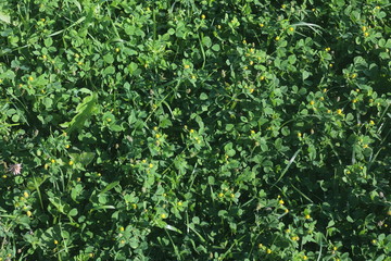 background of green leaves