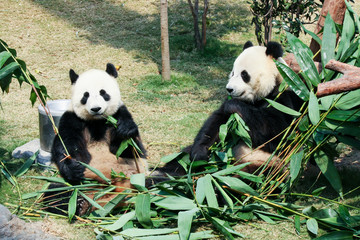 Obraz premium Two pandas eating bamboo
