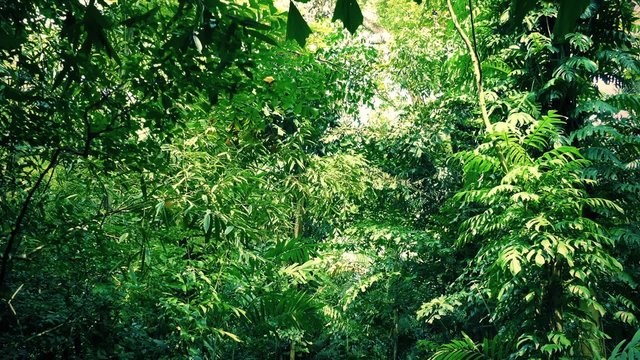 Moving Under Dense Jungle Canopy
