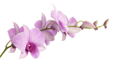 pink dendrobium orchid isolated on white background.