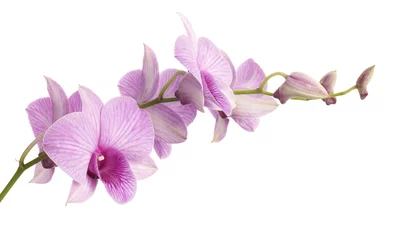 Foto op Plexiglas pink dendrobium orchid isolated on white background. © Christine