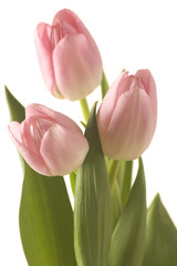 Peachy Spring Tulips on Light Background