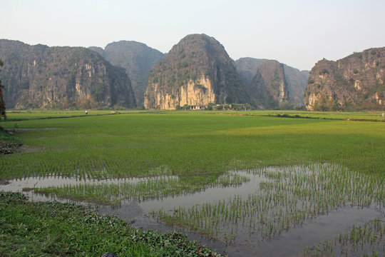 Vietnam, rizi&egrave;res &agrave; Haiphong