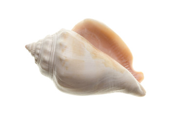 Seashell isolated on white background