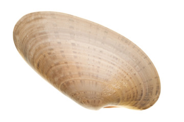 Seashell isolated on white background
