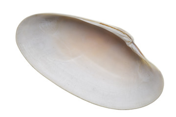 Seashell isolated on white background