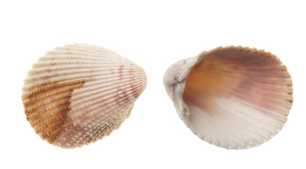 Seashells isolated on white background