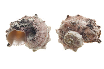 Seashells isolated on white background