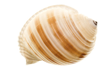 Seashell isolated on white background