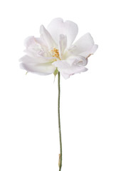 Fototapeta na wymiar Antique garden rose isolated on white.