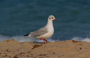 Seagull walking along the beach
