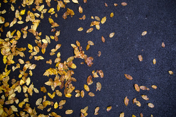 Beautiful autumn yellow color leaves on wet dark asphalt road. Lovely city autumn street closeup...