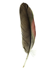 isolated parrot feather