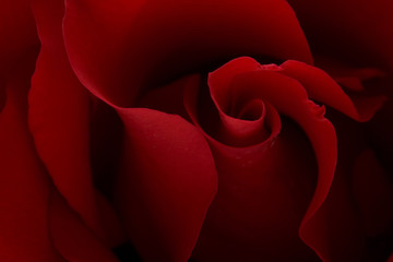 Naklejka premium dark moody red rose background
