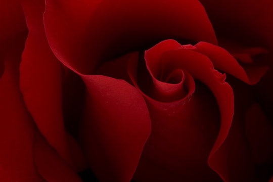 dark moody red rose background