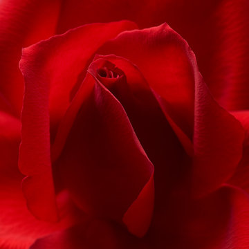 red rose closeup background