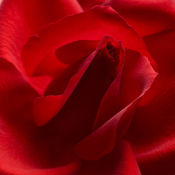 red rose closeup background