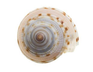 seashell isolated on white background