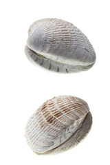 Seashell isolated on white