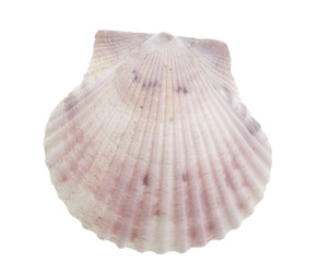 Seashell isolated on white
