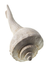 Seashell isolated on white background
