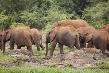 Fototapeta premium Herd of elephants