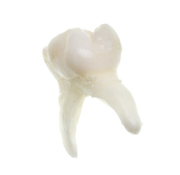 extracted baby molar tooth with roots