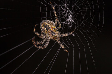 spider on a spider web