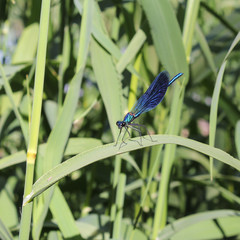 blue dragonfly on a sheet