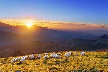 flock of sheep at sunset