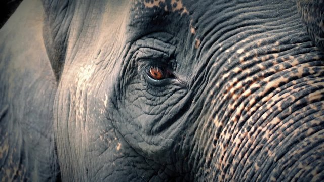 Elephant Head Moving Around With Big Sad Eyes