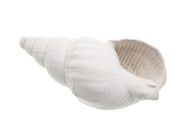 fossilized seashell isolated on white background - 96096540