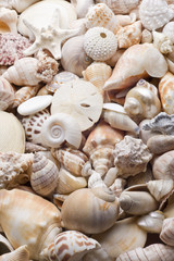 seashell background