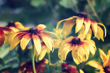 blooming cone flowers closeup, toned  