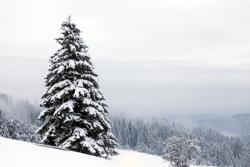 Spruce Tree foggy Forest Covered by Snow in Winter Landscape.