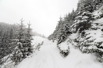 Spruce Tree foggy Forest Covered by Snow in Winter Landscape.