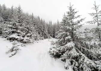 Spruce Tree foggy Forest Covered by Snow in Winter Landscape.