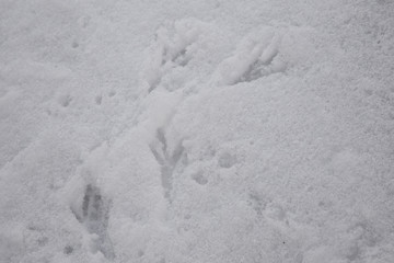 traces of birds in the snow