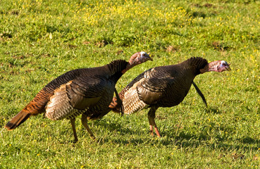 Wild Turkeys in Mating Mood
