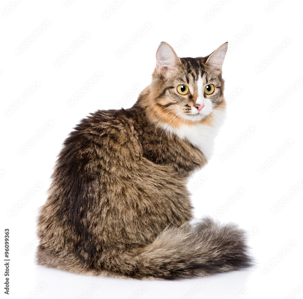 Poster siberian cat sitting in profile. isolated on white background