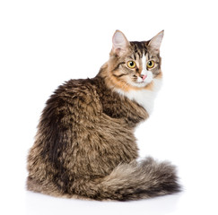 Siberian cat sitting in profile. isolated on white background