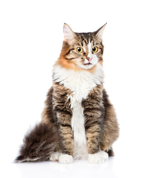 Siberian cat sitting in front. isolated on white background
