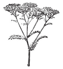 Yarrow or Achillea millefolium, vintage engraving. © Morphart