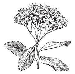 Service tree or sorbus domestica , vintage engraving.