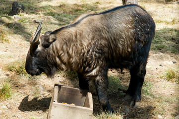 National Animal of Bhutan (Takin)