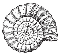 Ammonite, vintage engraving. © Morphart