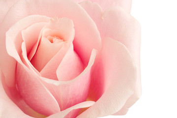Fototapeta na wymiar pink rose closeup isolated on white background