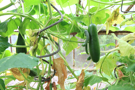 conservatory with green cucumbers