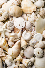 Fototapeta na wymiar seashell background