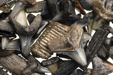 fossilized shark teeth isolated on white